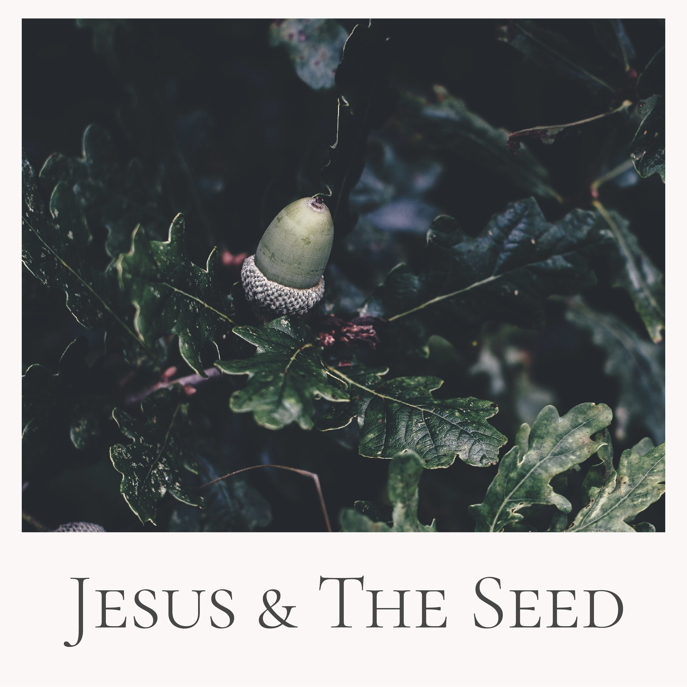 Jesus & The Seed // John Clarke